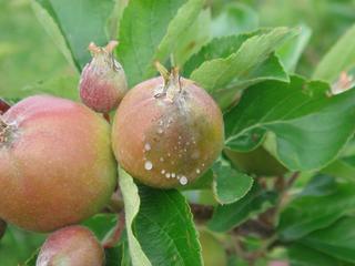 Bacterial ooze exuding from young apple fruit