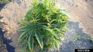 BCTV symptoms of leaf curling and chlorosis on cannabis plant