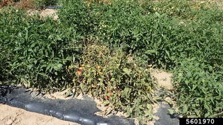 BCTV symptoms on tomato plants in outdoor cultivation