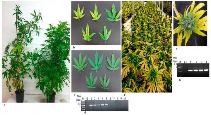 Figure 2: Images showing symptoms from the Cannabis isolate of Lettuce chlorosis virus (LCV-can) transmitted via shoots. (a) Stunted growth of infected plant (left) compared to the growth of healthy plant (right). (b) Chlorosis of infected leaves (c) Healthy leaves. (e) Symptoms of propagated infected plants. (f) A symptomatic flower of LCV infected Cannabis plant dissected to four samples (1–4). Image provided courtesy of Dr. Aviv Dombrovsky, The Volcani Center.