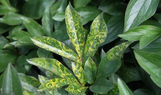 Tobacco Rattle Virus Ringspot symptoms on peony leaves