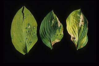 TRV symptoms on Hosta leaf