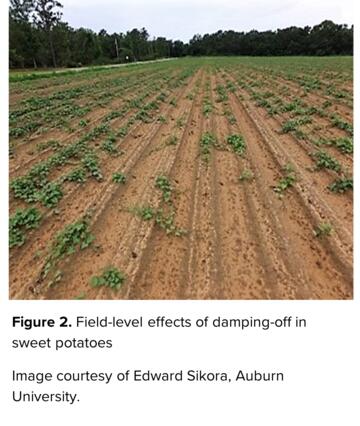 Field-level effects of damping-off in sweet potatoes Image courtesy of Edward Sikora, Auburn University.