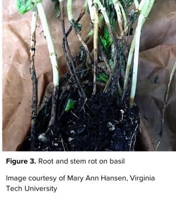 Root and stem rot on basil Image courtesy of Mary Ann Hansen, Virginia Tech University