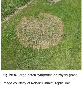 Large patch symptoms on zoysia grass Image courtesy of Robert Emmitt, Agdia, Inc.