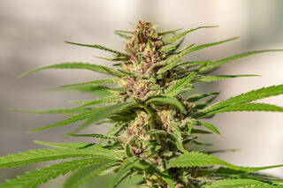 Female cannabis flowers