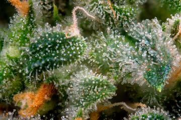 Close Image of Trichomes on female cannabis flower