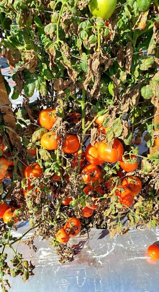 Tomato plant defoliation
