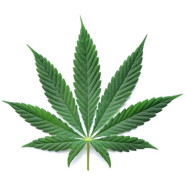 Cannabis or hemp leaf on white background