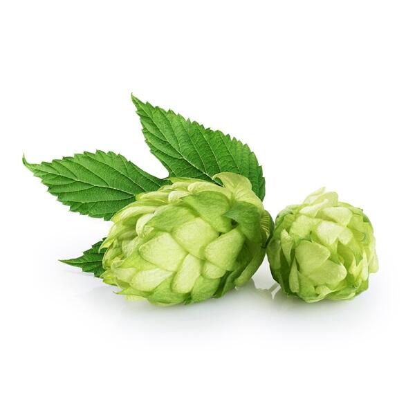 Hops with leaves